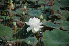 Nelumbo nucifera